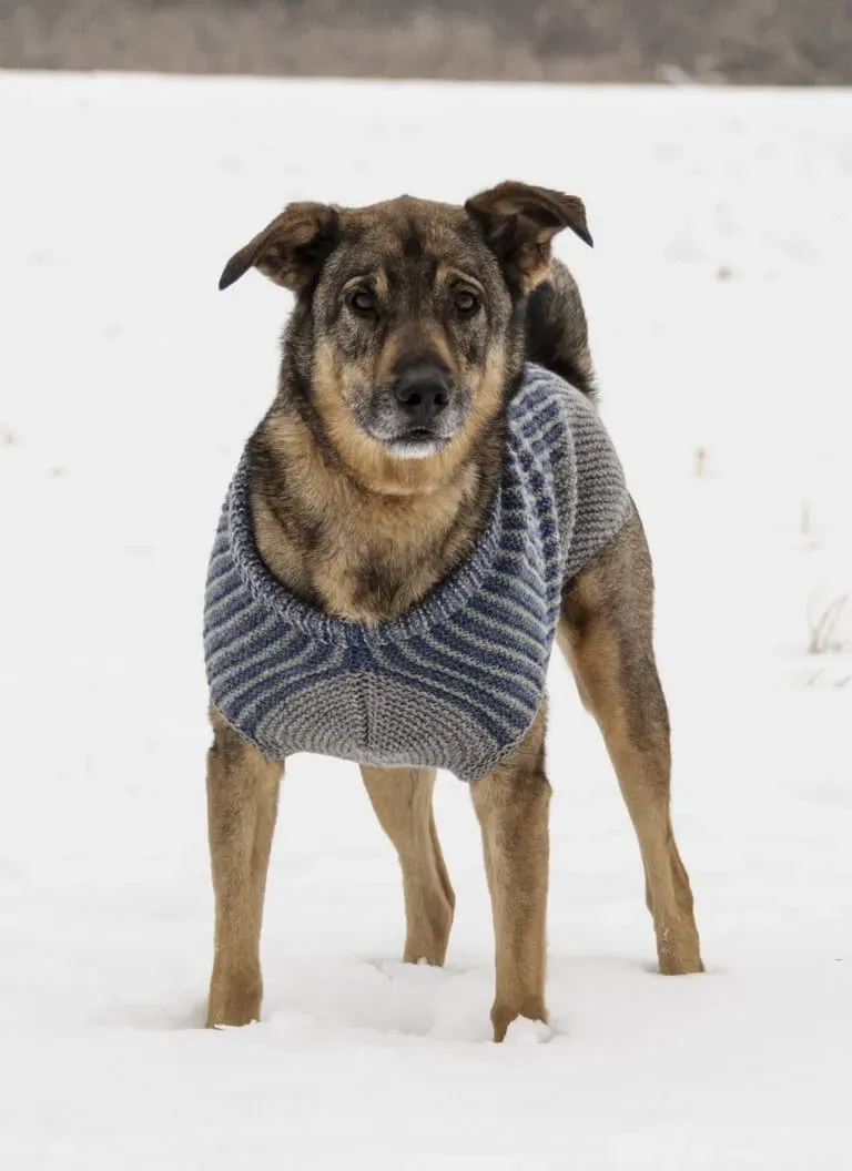 Blue Sky Fibers Bird Island Dog Sweater Anleitung Hund